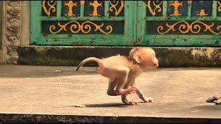 Really funny spoiled tree rat baby Rockstar bouncing & jumping to mom look like tiger catches animal