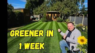 How I made my lawn Greener in 1 week