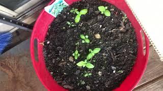 Balcony gardening leafy vegetables summer 2022