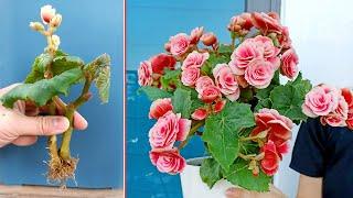 Begonia is ravishing flower. Propagate by cuttings in sand at home