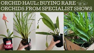 Orchid Haul: buying rare orchids from a specialist species show.