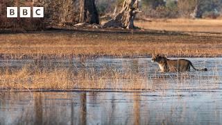 Buffalo force Lion cubs into crocodile-infested waters - BBC