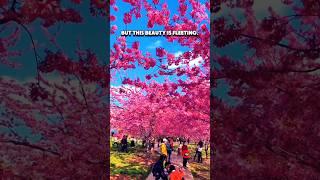 China's Pink Bloom: Pingba's MEGA Cherry Blossom Garden!