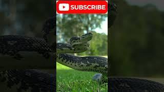 Closeup Footage of- Snake in air and land at the same time !! #new #viral #wildlife #animal #shorts