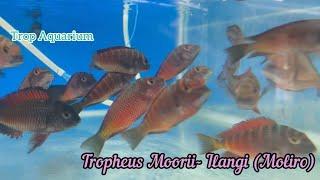 TANGANYIKA CICHLIDS- TROPHEUS [Trop Aquarium] (Singapore) last upd. 09.08.2024