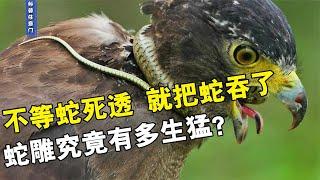 不等蛇死透，就生吞蛇，蛇雕究竟有多生猛？享受猎物挣扎的感觉！【科普任意门】