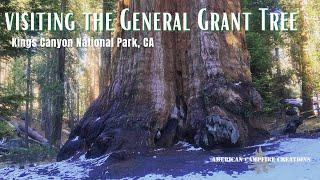 Visiting the General Grant Tree | Kings Canyon National Park, CA 