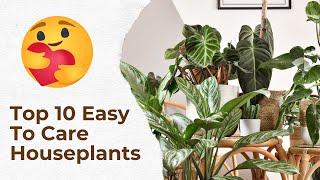 Top 10 Easy-to-Care-for Houseplants for Beginners