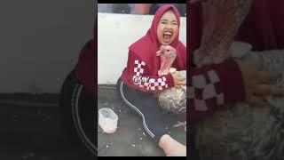 Ayam kalkun sampai Bengong liat kekey Ngakak