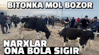 BUXORO BITONKA MOL BOZOR 09.03.2025/ QISIR ONA BOLA SIGIR NARXLAR