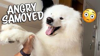 Things that make my samoyed angry