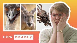 Five Crazy Wild Animal Attacks in Australia | How Deadly