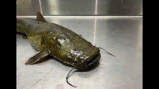 How to Fillet a Catfish