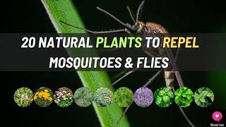 20 Natural Plants to Repel Mosquitoes and Flies | Blissed Zone