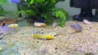 Desert Goby