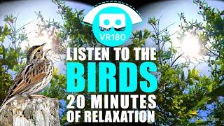 VR 180° Trees Swaying in the Wind, Birds Chirping (4K) 20 Minutes to Meditate and Relax