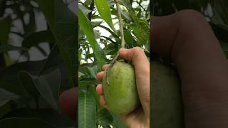 The first ripe mango from my new garden #shorts