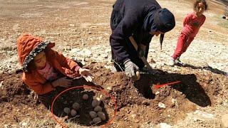 Cave dwellers:Grandmother and orphan girls started planting potatoes in the mountains