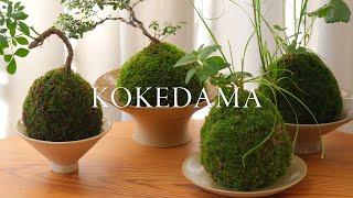 How to Make Kokedama | tutorial and care, live moss ball houseplant