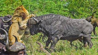 Drama as Buffaloes Trample Old Lion