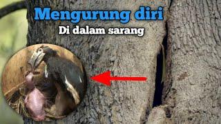 Burung ini akan mengurung diri di dalam lubang pohon saat berkembangbiak