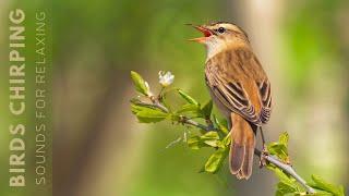 Bird Sounds - Birds Singing Without Music, Soothing Nature, Stress Relief, Calm Time, Reduce Stress