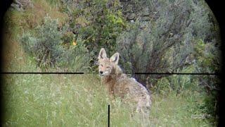 Coyote hunting with FX Impact M3 airgun