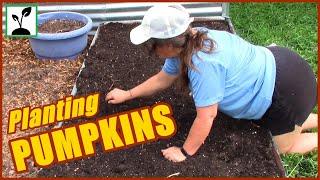 How To Plant Pumpkins For A PERFECT Fall Harvest !!!