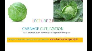 #HORT211 | Lecture 21 Cabbage Cultivation | पत्ता गोभी की खेती | बंद गोभी की खेती