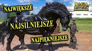 Potężne, Silne, Piękne - Niezwykłe Rasy KONI