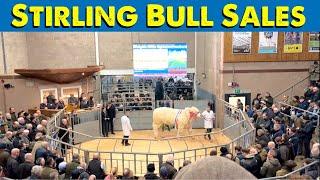 Stirling Bull Sales | More Twin Calfs | Fertiliser