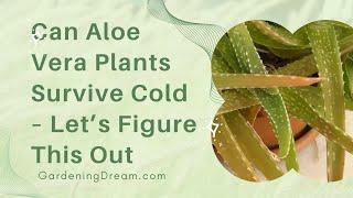 Can Aloe Vera Plants Survive Cold – Let’s Figure This Out