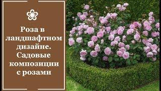  Роза в ландшафтном дизайне. Садовые композиции с розами