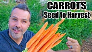 How to Grow Carrots from Seed to Harvest