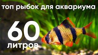 Топ рыбок для аквариума 60 литров