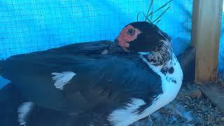 Broody Duck Stealing Eggs