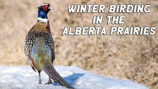 Winter Birds In The Alberta Prairies