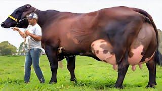 Highly Milking World Record Girlando Cow Documentary || Biggest Udder Cow | Gir Cow | Hf Cow