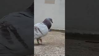 #2023  #racingpigeons #pigeons #trending #jawan