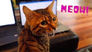 Loud Bengal Cat | The Many Meows | Yowling and Talking!
