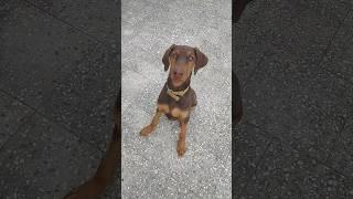 Dobo the Chimpanzee #youtube #shorts#viral#dobermann#dogs#funny