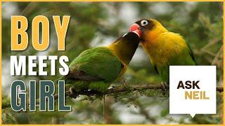 Bird Courtship: Elaborate Displays and Colourful Courtships