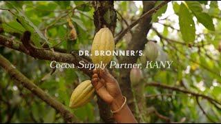 Harvesting Cocoa with Dr. Bronner's Supply Partner KANY