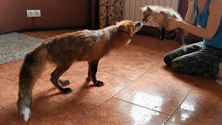 Первая встреча Альфа и Фокси  Foxes Meet for the First Time