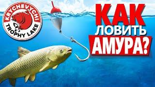 Ловля белого Амура! На что клюет Амур? (Часть 2)