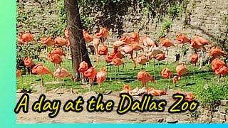 Visiting the Dallas zoo!