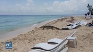 Lone crocodile visits beach and sunbathers in southern Mexico