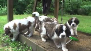 Super Cute Moscow Watchdog Puppies 7 weeks old