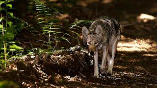 Coyotes Yipping - "if it yips its a 'yote" a wolf never makes this sound