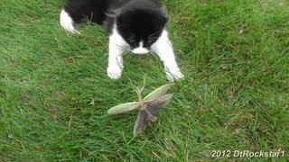 Cat attacking a Praying Mantis